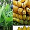 Harga Jantung Pisang Kepok